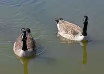 Zwei Kanadag�nse im See des Freizeitparks Rheinbach - 07.04.2023