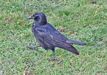 Rabenkrhe am Flugplatz Bonn-Hangelar - 10.01.2023