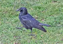 Rabenkr�he am Flugplatz Bonn-Hangelar - 10.01.2023