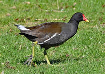 Teichralle (Teichhuhn) beim Landgang im Freizeitpark Rheinbach - 04.04.2023