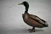 BILDSCH�NE STOCKENTE AM SIEGUFER(SIEGEN)
Selten sch�nes Tier mit rostbraunem Gefieder,gr�nem Kopf und wei�er Brust....da haben die Gene von Papa und Mama gut mitgespielt.....am 2.6.23 in SIEGEN....