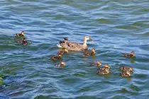 Entenmutter mit ihren 14 quirligen Entlein. - 08.06.2023