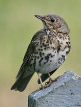Eine Singdrossel pausiert in unserem Garten. (Hattingen, Juni 2023)