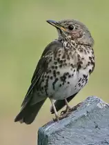 Eine Singdrossel pausiert in unserem Garten. (Hattingen, Juni 2023)