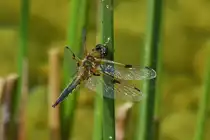 Diese Segellibelle, (Art unbekannt), aufgenommen in Baden bei Wien. 06.2023