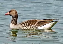 Graugans dreht ihre Runden im Z�lpicher See - 14.05.2023