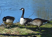 Drei Kanadagnse im Freizeitpark Rheinbach - 04.04.2023