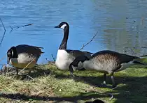 Drei Kanadag�nse im Freizeitpark Rheinbach - 04.04.2023
