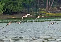 Ein Schwarm Graug�nse im Flug �ber dem Z�lpicher See - 14.05.2023