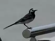 Bachstelze (Motacilla alba) hat auf einem glatten blitzblank geputzem Gel�nder Platz genommen; 230702