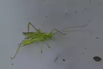 Dieses junge Heupferd habe ich soeben aus einer Wasserlache gerettet. 07.2023