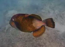 Ein Titan-Dr�ckerfisch (Balistoides viridescens) in der Lagune des Rasdhoo-Atolls (Malediven), 30.07.2023.