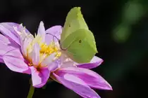 Zitronenfalter auf einer Dahlienbl�te in unserem Garten. 17.08.2023