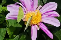 Gleich zwei Zitronenfalter auf einer Dahlienbl�te in unserem Garten. 17.08.2023