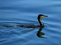 Ein Kormoran schwamm Mitte August 2023 im Sassnitzer Hafenbecken.
