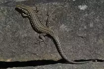 Die Eidechse klebt an einer Trockenmauer um sich in der Sonne aufzuw�rmen, eine weitere streckt langsam die Nase aus der Mauer.  09.2023