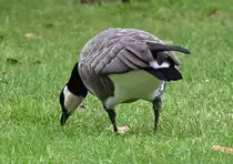 Kanadagans im Freizeitpark Rheinbach - 23.09.2023