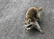 Pl�tzlich auf dem Feldweg auftauchender Waschb�r in der Eifel bei Ohlenhard - 18.09.2023