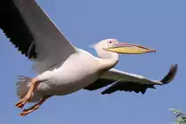 Pelikan im Anflug, aufgenommen im Donaudelta, Rumänien, Mai 2018