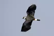 Kiebitz �ber dem Gel�nde des Flughafens M�nchen, M�rz 2019