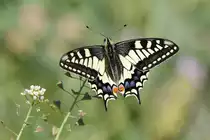Am Flughafen M�nchen gibt es nicht nur Flugzeuge zu sehen. Entlang des Zauns ist auch viel Natur zu entdecken, so wie dieser Schwalbenschwanz, April 2019