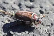 Junik�fer, aufgenommen am Aussichtspunkt des Flughafens Frankfurt an der A5, Mai 2022