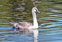 Junger Schwan im Zlpicher See - 26.09.2023