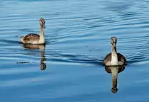 Jungschw�ne im Z�lpicher See 26.09.2023