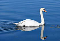 Schwan mit Spiegelbild im Zlpicher See - 26.09.2023