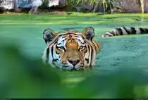 Im Visier: Shakar, Sibirischer Tiger (Panthera tigris altaica) in seiner gro�en Badewanne im Zoo Aschersleben.

🕓 18.8.2023 | 17:18 Uhr
