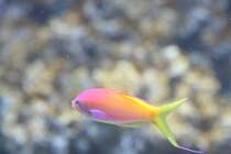 Ein Faden-Fahnenbarsch (Nemanthias carberryi) am 12.12.2009 im Aquarium des Berliner Zoos.