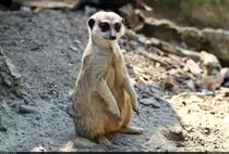 Erdm�nnchen (Suricata suricatta) im Zoo Aschersleben.

🕓 18.8.2023 | 16:18 Uhr