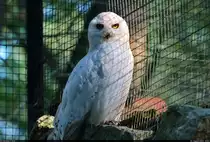 Schnee-Eule (Bubo scandiacus) im Zoo Aschersleben.

🕓 18.8.2023 | 18:01 Uhr
