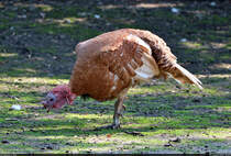Ronquirez-Puter  Willibald  (Meleagris gallopavo f. domestica) im Zoo Aschersleben.

🕓 18.8.2023 | 16:09 Uhr