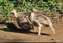 Nachwuchs bei den Ronquirez-Puten (Meleagris gallopavo f. domestica) im Zoo Aschersleben.

🕓 18.8.2023 | 17:54 Uhr