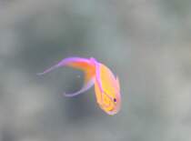 Ein Neon-Fahnenbarsch (Pseudanthias parvirostris) am 12.12.2009 im Aquarium des Berliner Zoos.