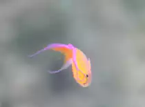 Ein Neon-Fahnenbarsch (Pseudanthias parvirostris) am 12.12.2009 im Aquarium des Berliner Zoos.