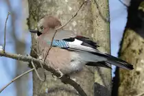 Eichelh�her, aufgenommen am Spazierweg entlang des Rangierbahnhofs M�nchen Nord, 09.01.2024