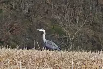 Graureiher stolziert mit dem n�tigen Sicherheitsabstand �ber ein gem�htes Feld an uns vorbei. 28.01.2024