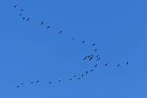 Kraniche als Frhlingsboten nahe Wiltz gesichtet. 28.01.2024  12.54