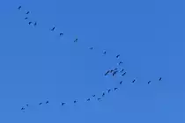 Kraniche als Fr�hlingsboten nahe Wiltz gesichtet. 28.01.2024  12.54