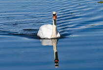 Schwan mit Spiegelbild auf dem Zlpicher See - 26.09.2023