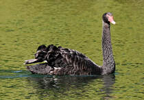 Schwarzer Schwan dreht seine Runden auf dem Zlpicher See - 26.09.2023