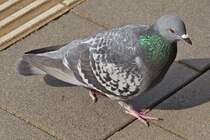Taube gesehen an der Bushaltestelle. 03.2024