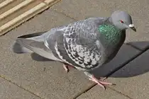 Taube gesehen an der Bushaltestelle. 03.2024