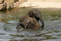 Schon ganz sch�n �berm�tig, die 2 afrikanischen  Mini-Dumbos .