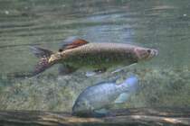 Afrikanischer Hechtsalmler (Hepsetus odoe) am 12.12.2009 im Aquarium des Berliner Zoos. Im Hintergrund ist noch eine Niltilapie zu sehen.