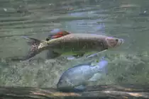 Afrikanischer Hechtsalmler (Hepsetus odoe) am 12.12.2009 im Aquarium des Berliner Zoos. Im Hintergrund ist noch eine Niltilapie zu sehen.