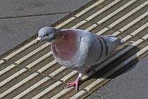 Taube lauert an der Bushaltestelle auf Krmmel die vielleicht bei einem Fahrgast herunterfallen. 03.2024