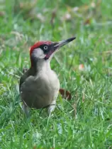 Ende M�rz 2024 hatte sich dieser Gr�nspecht in die N�he unseres Gartens verirrt. (Hattingen)